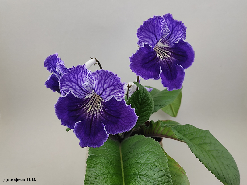 Dem-Blue Clover