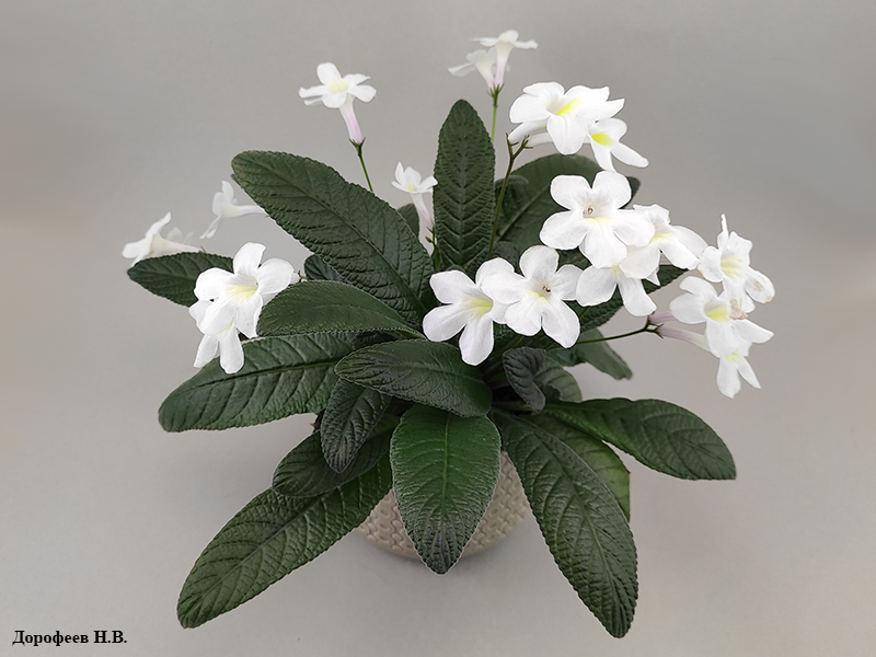 Heatrland's White Gold