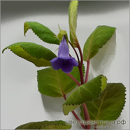Sinningia-speciosa-(Lodd.)-Hiern-'Cardoso-Moreira'.jpg