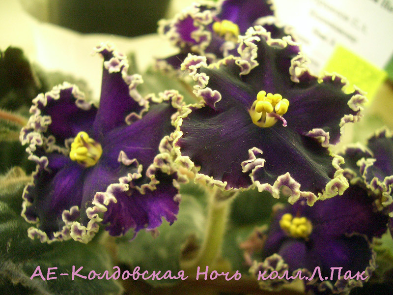 АЕ-Колдовская Ночь.jpg