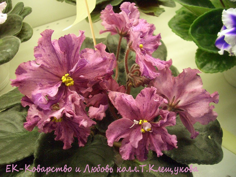 ЕК-Коварство и Любовь.jpg