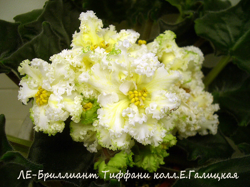 ЛЕ-Бриллиант Тиффани.jpg