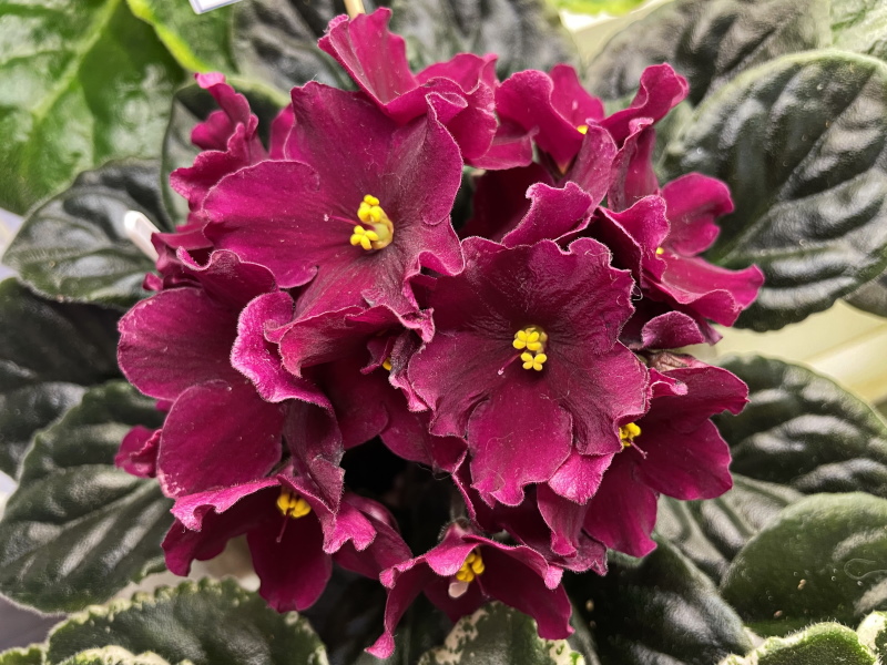 Optimara Pennsylvania