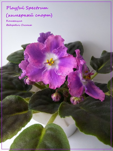 Летнее цветение