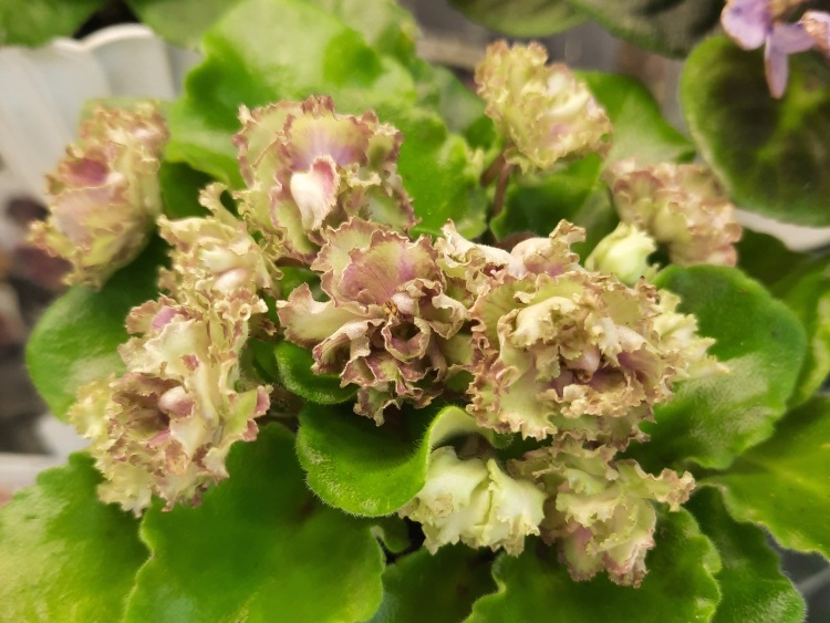 Allegro Pink Pistachio.jpg
