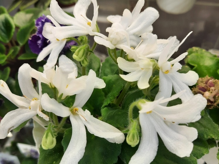 Lunar Lily.jpg