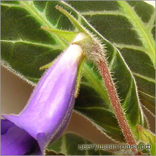 Sinningia-speciosa-'Domingos-Martins'-чашечка-и-цветоножка.jpg