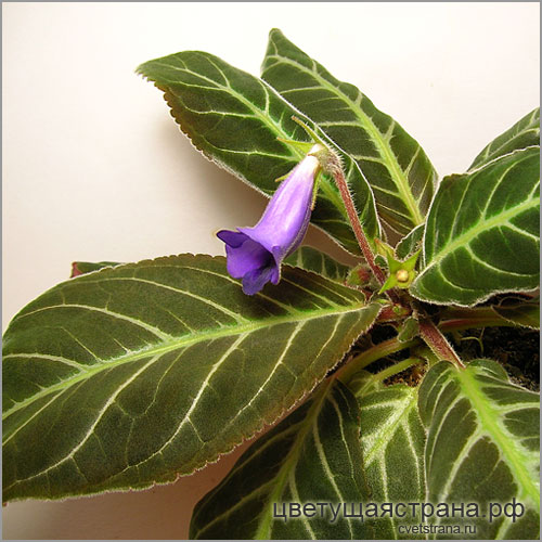 Sinningia-speciosa-'Domingos-Martins'.jpg