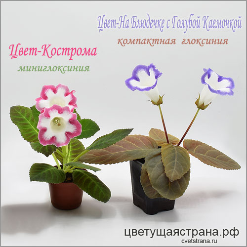 Цвет-Кострома-и-Цвет-На-Блюдечке-с-Голубой-Каемочкой.jpg