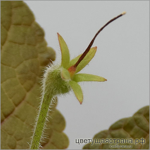 seeds-of-sinningia-'WSL's-Hot-Lava'.jpg