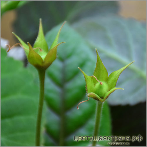 seeds-of-sinningia-'Bleu-Ciel'.jpg