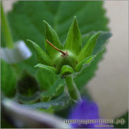 seeds-of-sinningia-'Cvet-Kostroma'.jpg