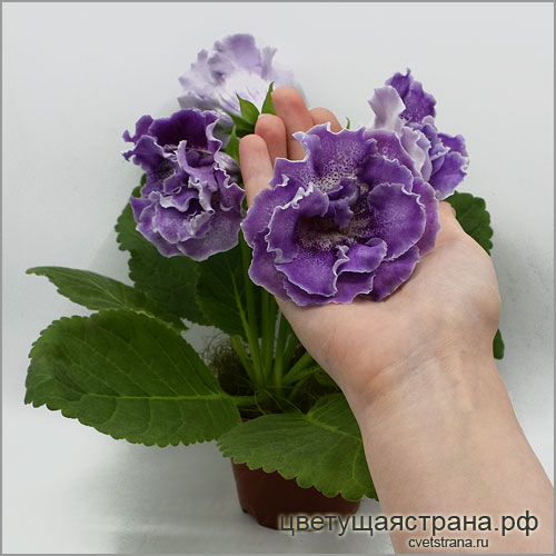Цвет-Рождение-Вселеной---цветок-больше-ладони.jpg