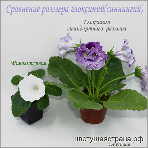 Миниглоксиния-и-Цвет-Рождение-Вселеной.jpg
