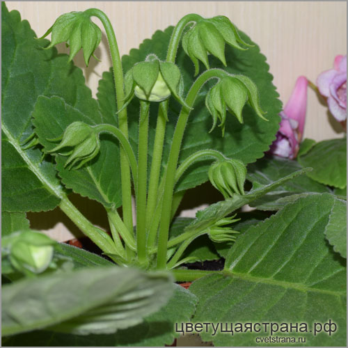 Цвет-Рождение-Вселеной-соцветие-(pair-flowered-cyme).jpg