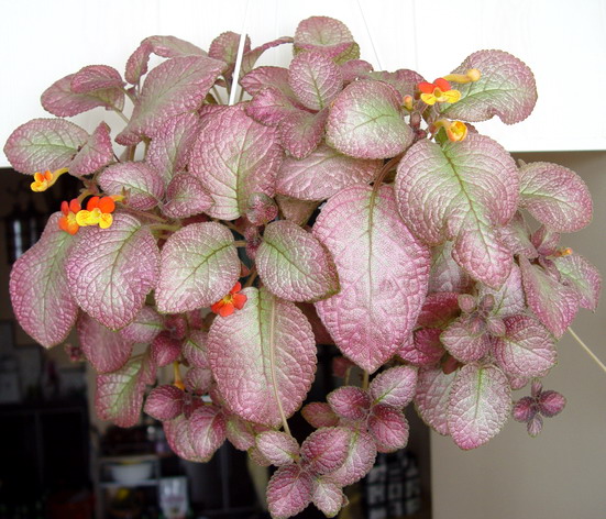 Strawberry Patch.jpg2.jpg