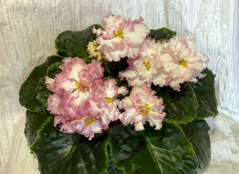 СФ-Елена-Прекрасная.jpg