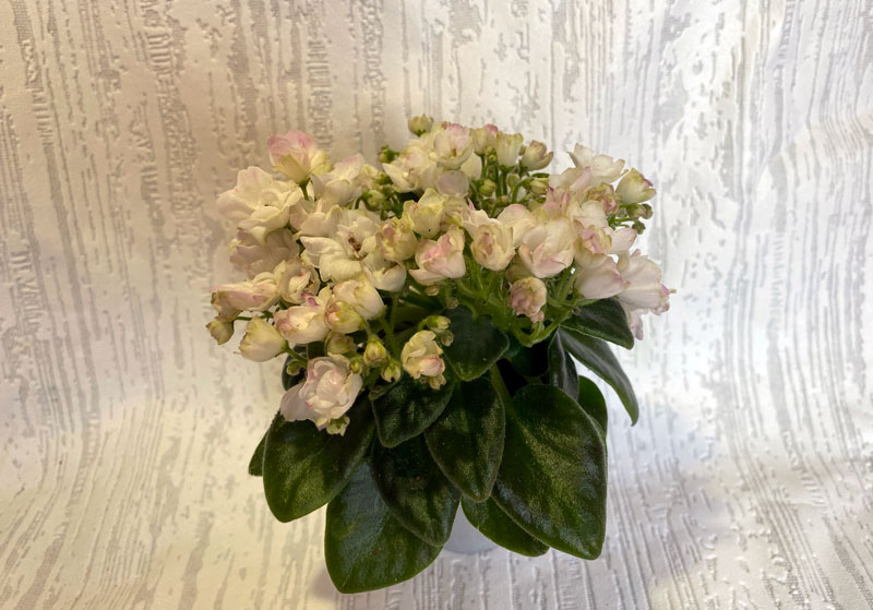 Ландыш-Серебристый.jpg