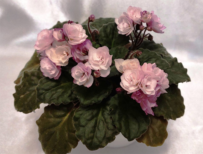 Ness' Satin Rose