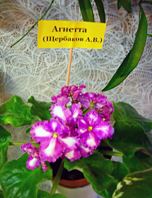 Агнетта_rs.jpg