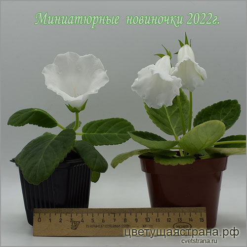 Миниатюрные-новиночки-2022г.jpg
