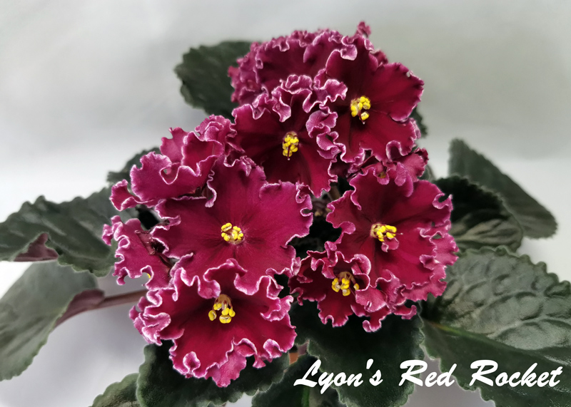 Lyon's-Red-Rocket.jpg