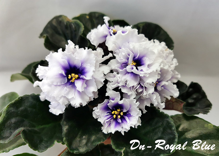 Dn-Royal-Blue.jpg