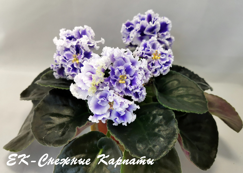 ЕК-Снежные-Карпаты.jpg
