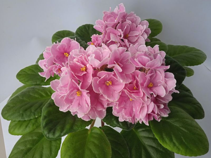 Pink Amiss.JPG