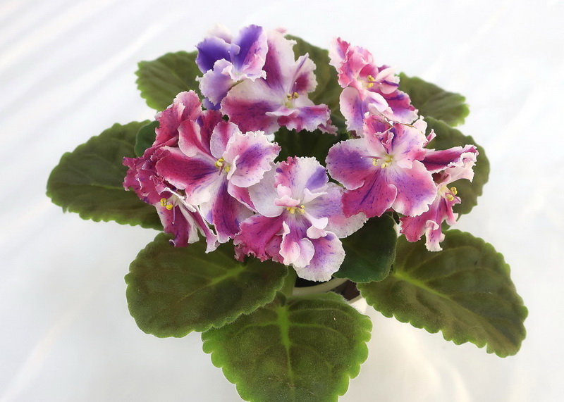ЛЕ-Зорянка  И.Щедрина.JPG