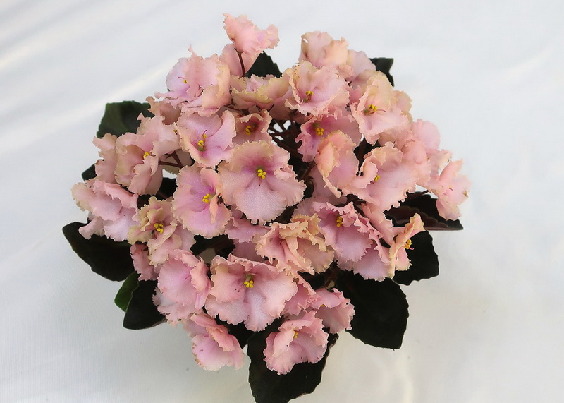 Rob's Antique Rose (R. Robinson)  Н.Старостенко.JPG
