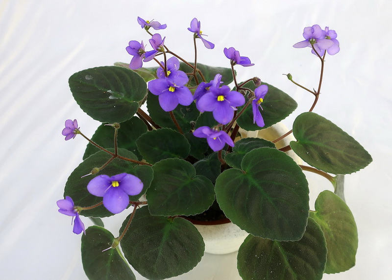 S.diplotrichus Parker  Калгины.JPG