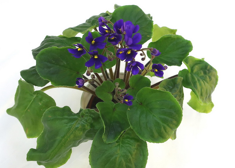 S. clone orbicularis var. purpurea (Н.Старостенко).JPG