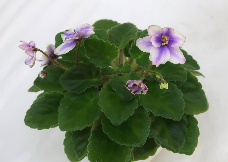 Morgan's Heliotrope Fairy (C.Eros) - спорт  И.Щедрина.JPG