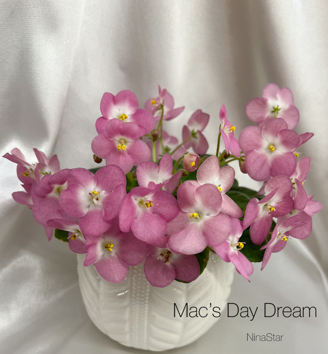 Mac's Day Dream