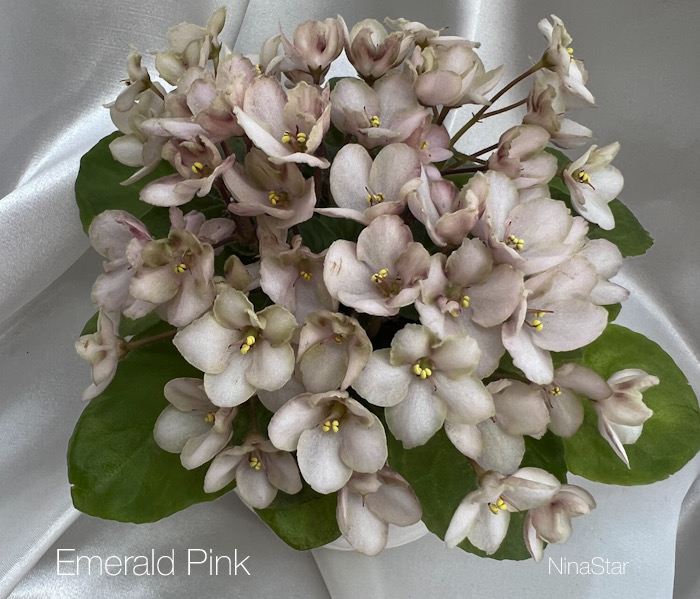 Emerald Pink
