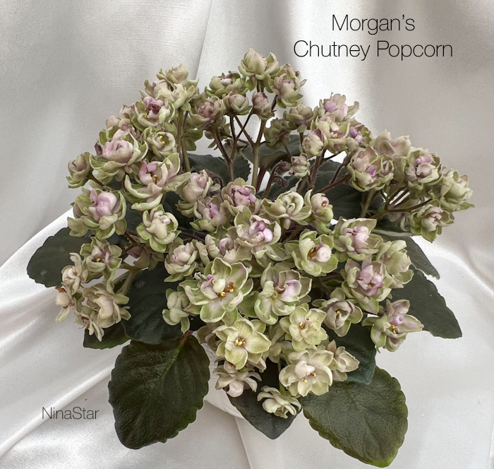 Morgan's Chutney Popcorn