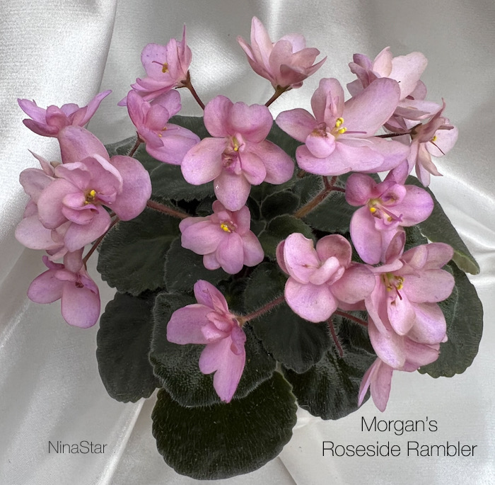 Morgan's Roseside Rambler