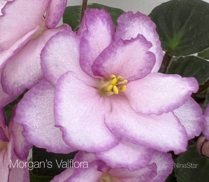 Morgan's Valflora - цветок
