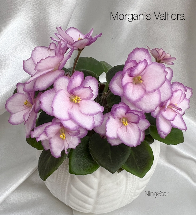 Morgan's Valflora
