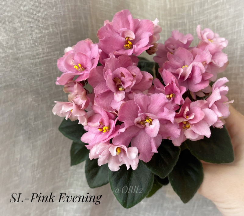 SL-Pink Evening.jpg