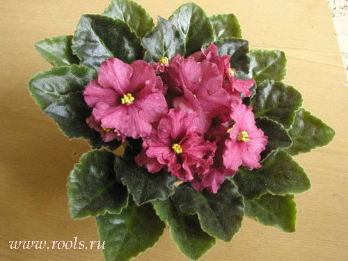 SL-Рушана.jpg