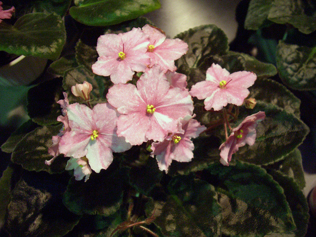 SL- Raspberry and Cream.JPG