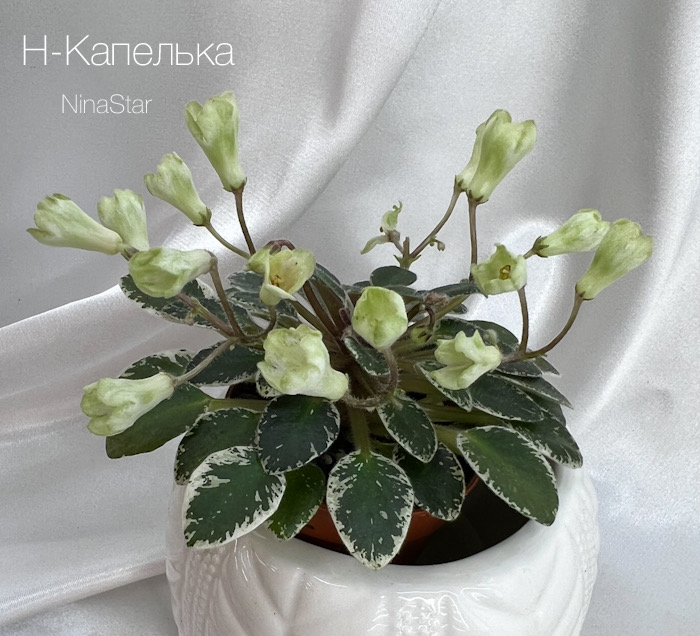 Н-Капелька