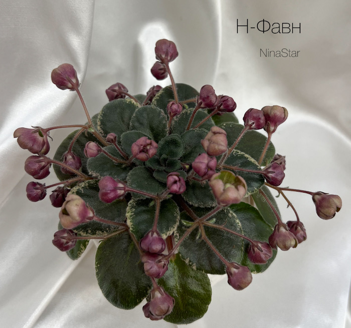 Н-Фавн