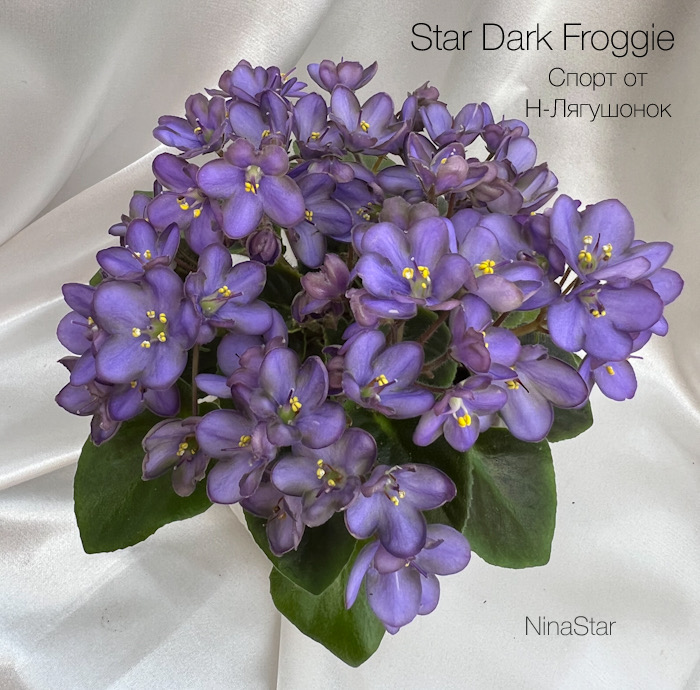 Star Dark Froggie