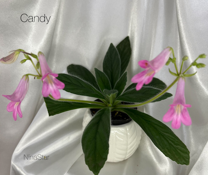 Candy