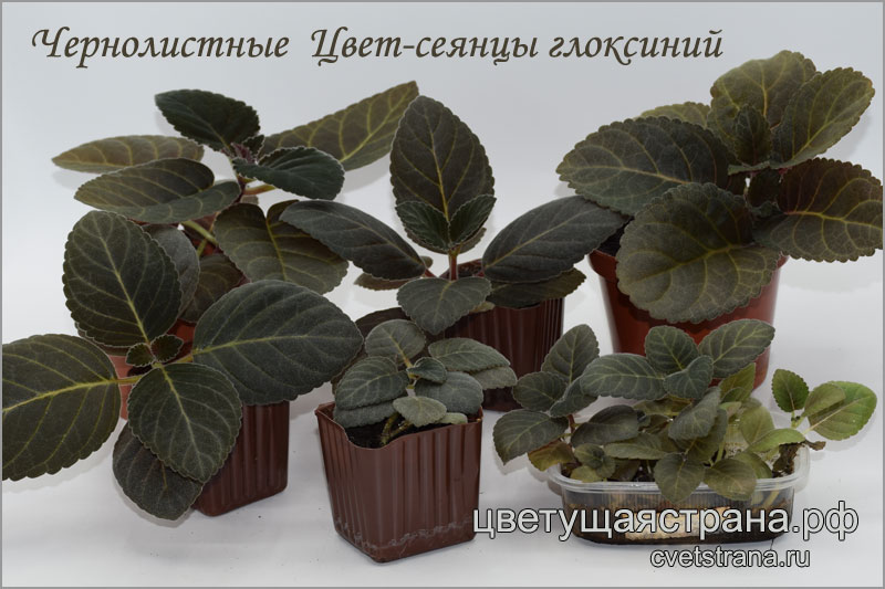 Чернолистные-Цвет-сеянцы-глоксиний.jpg