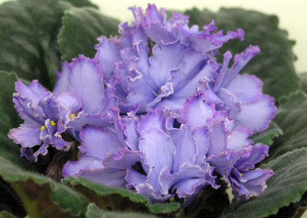Blue Dragon (LLG/P. Sorano), колл. Э. Горяйнова