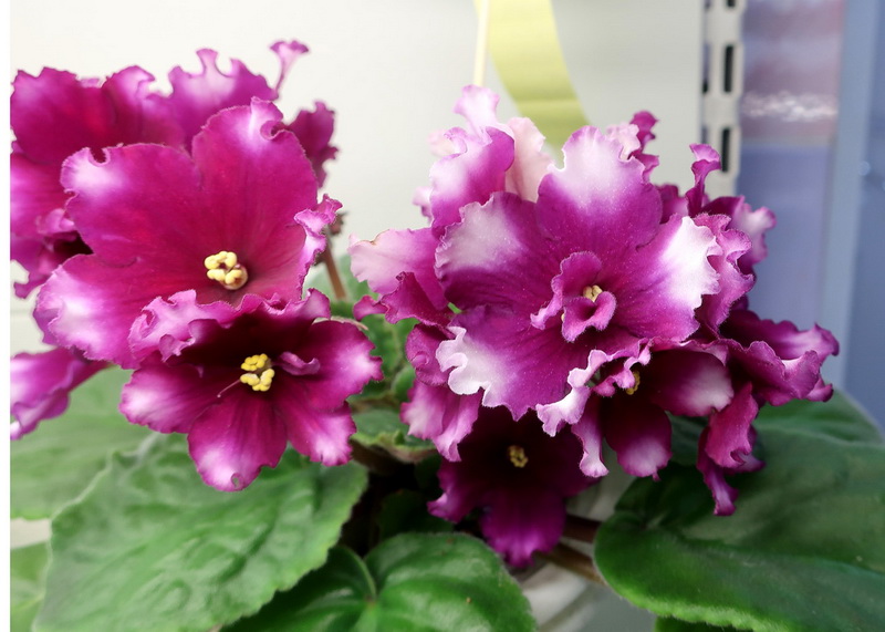 Данилина РС-Чудо.JPG
